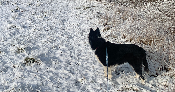 anaëlle pet sitter à LUZARCHES 95270_0