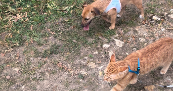 clemence pet sitter à MARSEILLE 08 13008_1