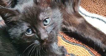 gwladys pet sitter à AUSSONNE 31840_9