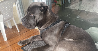 ashley pet sitter à TOULOUSE 31100_3