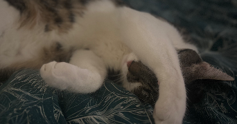 ylona pet sitter à MESSEME 86200_1