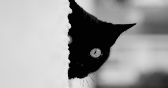marie pet sitter à MERIGNAC 33700_1