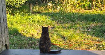 mathilde pet sitter à CARQUEFOU 44470_4