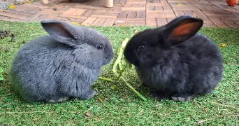 joséphine pet sitter à FONTAINE 38600