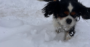 morgane pet sitter à LISTRAC MEDOC 33480_8