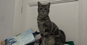 megan pet sitter à BORDEAUX 33000_9