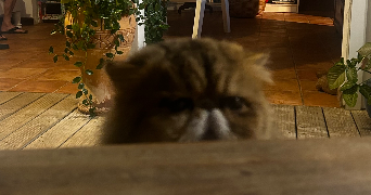 camille pet sitter à LAUNAGUET 31140_3