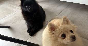 simon pet sitter à BAUVIN 59221_5