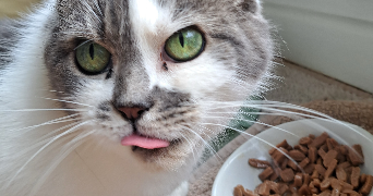 nasma pet sitter à POITIERS 86000_9