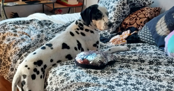 mélanie pet sitter à LOUVIERS 27400_4