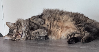 léonie pet sitter à MONT ST AIGNAN 76130_3