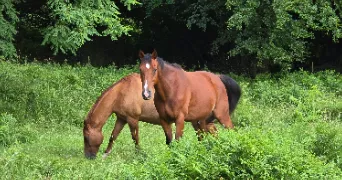 adrien pet sitter à VIRE NORMANDIE 14500