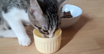 inès pet sitter à BESANCON 25000_1