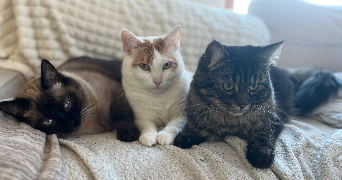 lucie pet sitter à BORDEAUX 33800_4