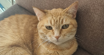 luane pet sitter à BOURG EN BRESSE 01000_2
