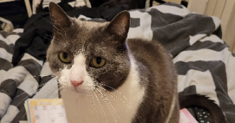 marion pet sitter à LISSES 91090_4