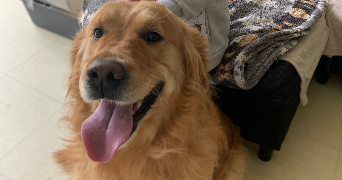 melissa pet sitter à TORCY 77200_3
