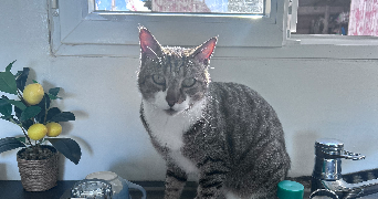 mathilde pet sitter à FRONTON 31620_6