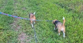 alexandra dog sitter à AVRAINVILLE 88130_1