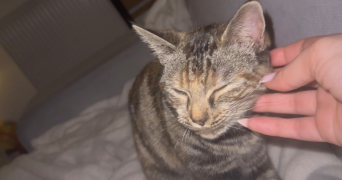emma pet sitter à ERAGNY 95610_5