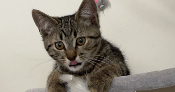 emmy pet sitter à Clermont-Ferrand 63000_5