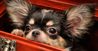 bastien pet sitter à Évette-Salbert 90350_3