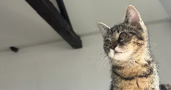 célia pet sitter à ROUBAIX 59100