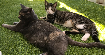 stéphanie pet sitter à BRUGES 33520_8