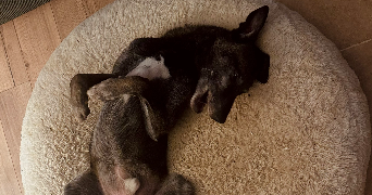 marielle pet sitter à Bagnols-sur-Cèze 30200_4