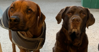 clementine pet sitter à CHILLY MAZARIN 91380_7