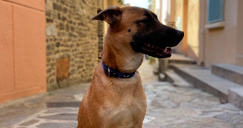 candie pet sitter à Perpignan 66000_6