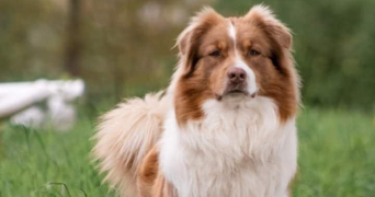 mathilde pet sitter à POLIGNE 35320_1