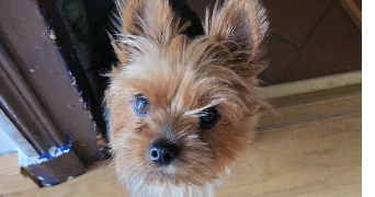 cassandra pet sitter à BAZICOURT 60700_3