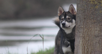 emmy pet sitter à PONTOISE 95300_3