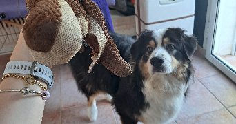 charline pet sitter à MONTROUGE 92120_1