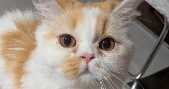 alexandre pet sitter à VILLENAVE D ORNON 33140_0