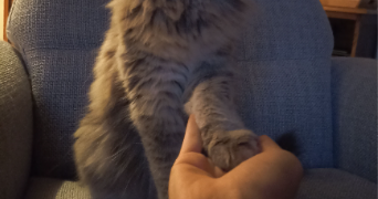 lilou pet sitter à PARIS 10 75010_1