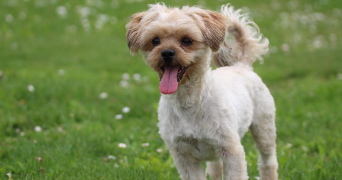 marie-line pet sitter à NOYANT DE TOURAINE 37800_18
