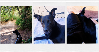 bérengère pet sitter à MONTPELLIER 34000_9