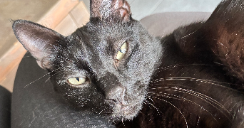 maryline pet sitter à CASTELNAU LE LEZ 34170_2