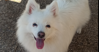 morgane pet sitter à LYON 05 69005_3