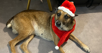 erica pet sitter à CARPENTRAS 84200_4