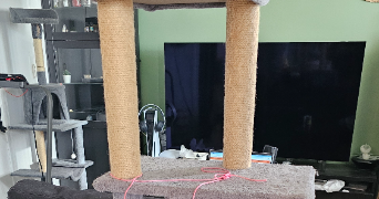 noé cat sitter à béziers 34500_5