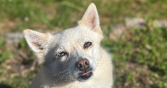 chloé  pet sitter à BELLEGARDE 45270_2