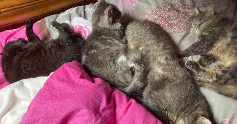orléane pet sitter à AMIENS 80000_0