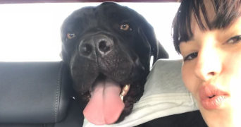 luna pet sitter à TOULOUSE 31000_1