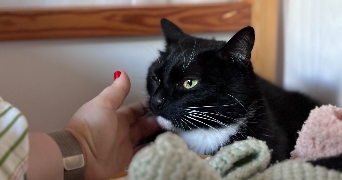 Sarah pet sitter à Épinay-sur-Seine 93800_2
