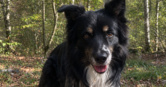 maïlyss pet sitter à PONT ST VINCENT 54550_1