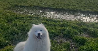 elywenn pet sitter à LA CHATAIGNERAIE 85120