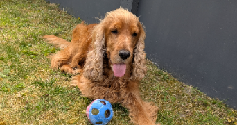 gwendoline pet sitter à COUDEKERQUE BRANCHE 59210_4
